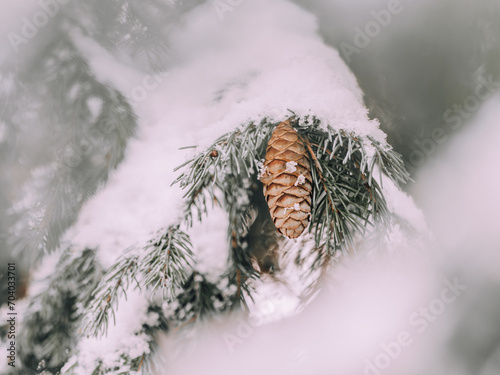 Wilsons Fichte (Picea wilsonii), an deren schneebedeckten Zweigen ein einsamer Zapfen hängt. photo