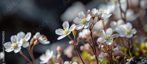 Macro photograph of small Saxifraga hirsuta blossom photo