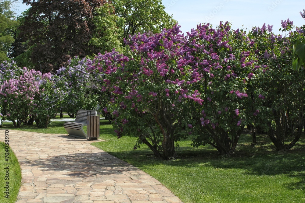 Purple and violet lilac flowers blossom blooming in springtime. Lilac flowering bush bloom. Lilac flowers in garden. View on lilac trees garden path and flowerbed in park. Blossoming at spring