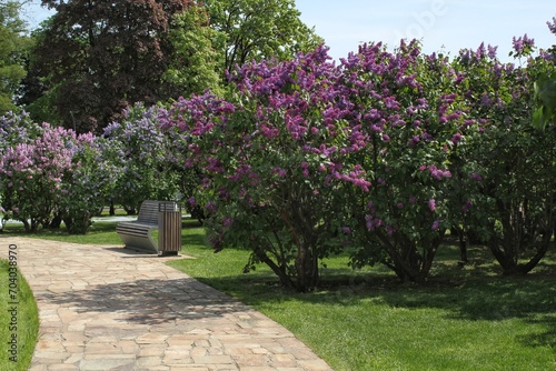 Purple and violet lilac flowers blossom blooming in springtime. Lilac flowering bush bloom. Lilac flowers in garden. View on lilac trees garden path and flowerbed in park. Blossoming at spring © Lidia