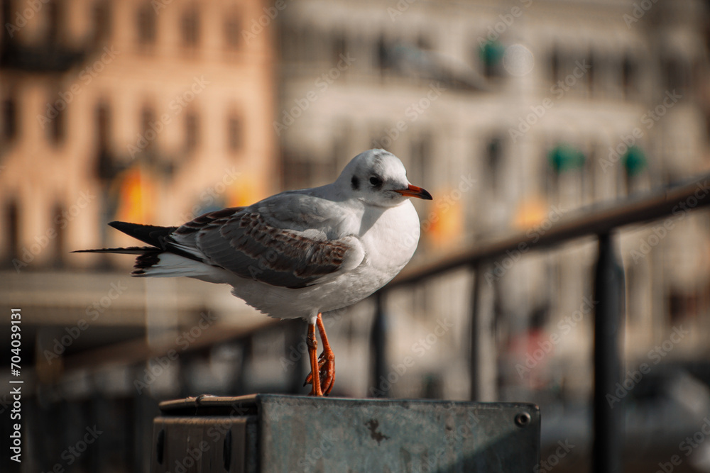 Fototapeta premium a bird standing in front of a building
