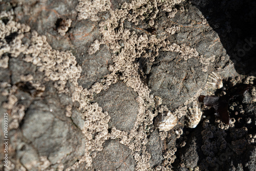 a rough texture consisting of barnacles on a stone