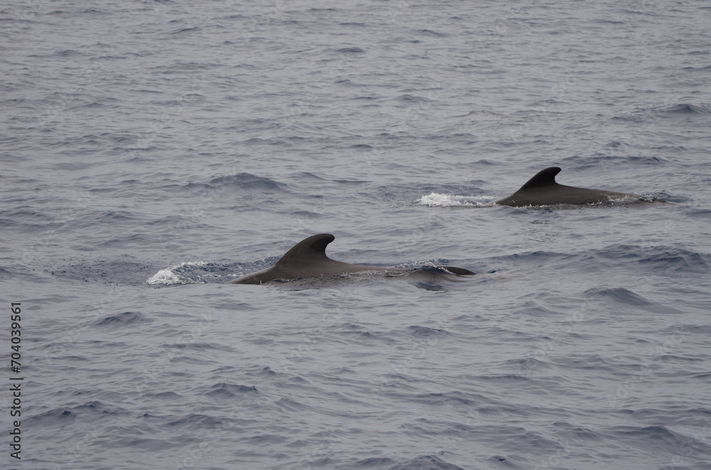 Fototapeta premium Short-finned pilot whales Globicephala macrorhynchus. Atlantic Ocean. Canary Islands. Spain.