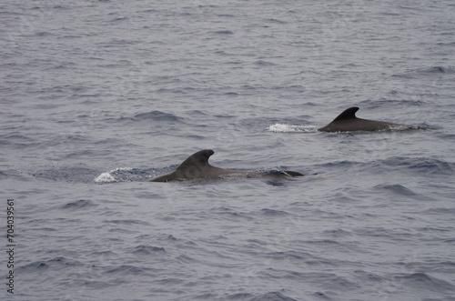 Short-finned pilot whales Globicephala macrorhynchus. Atlantic Ocean. Canary Islands. Spain.