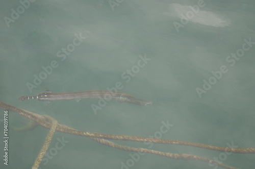 Atlantic trumpetfish Aulostomus strigosus camouflaging with ropes near the surface of the water. Valle Gran Rey. La Gomera. Canary Islands. Spain.