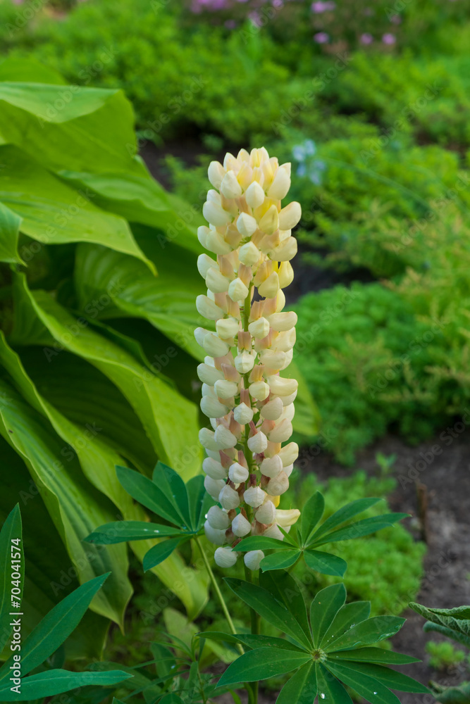 Flowers of the White Lupine in the village garden. Flowers of the White Lupine in the village garden.