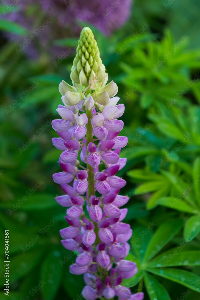 Flowers of the Purple Lupine in the village garden. Flowers of the Purple Lupine in the village garden.