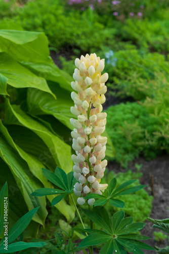 Flowers of the White Lupine in the village garden.