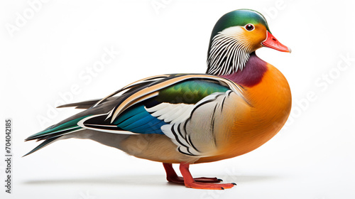mandarin duck isolated on white background. AI Generative.