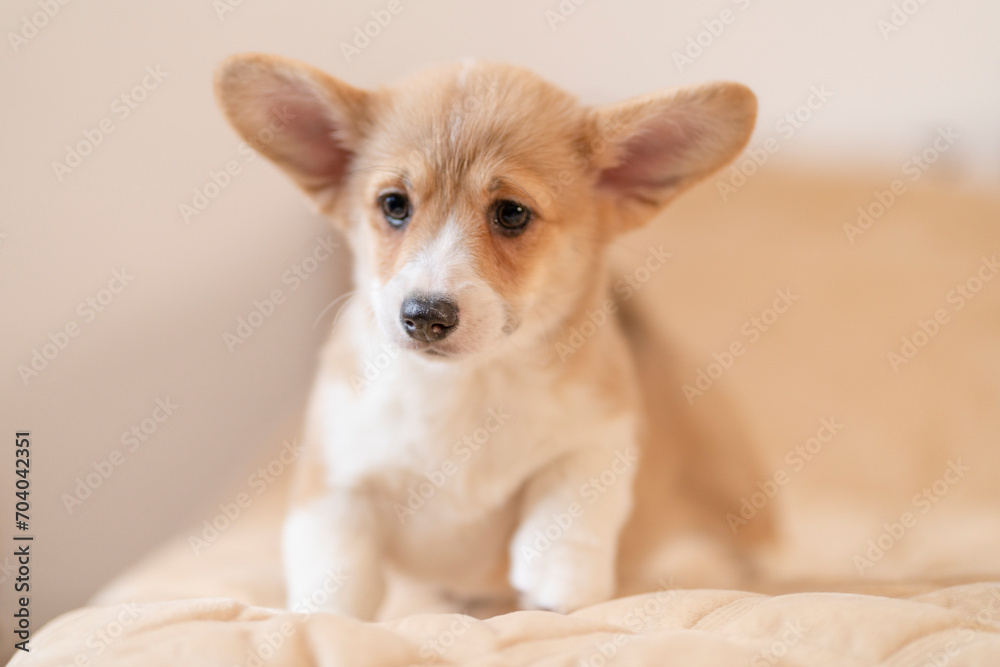 Close-up of a corgi puppy looking away Close-up of a corgi puppy looking away