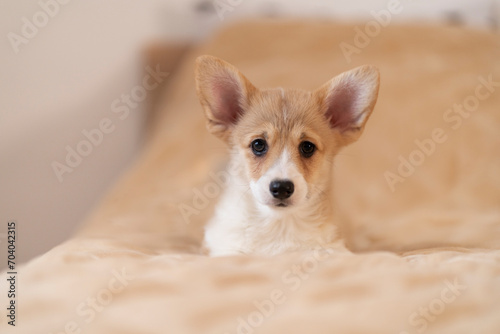 Corgi puppy on a light background