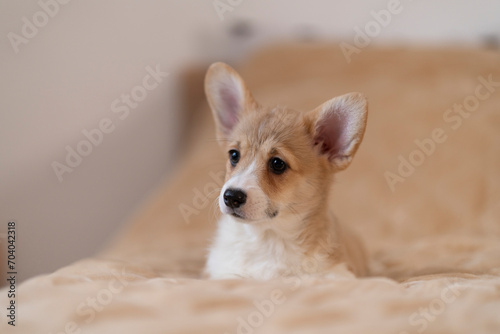 A corgi puppy lies on the bed and looks away against a light background