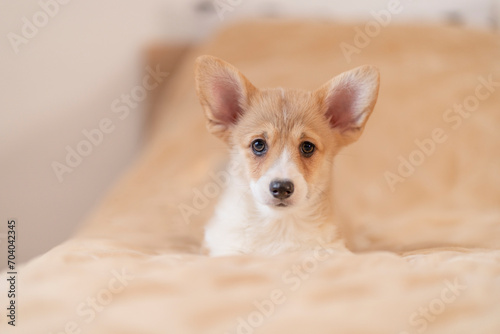 Corgi puppy is waiting for the mistress on the bed