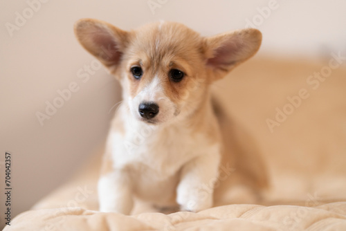 Corgi puppy is waiting for the mistress on the bed