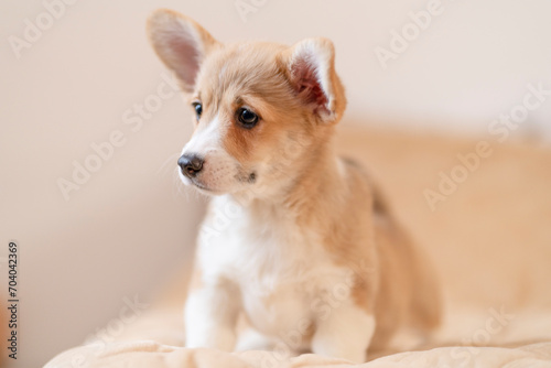 A corgi puppy lies on the bed and looks away against a light background