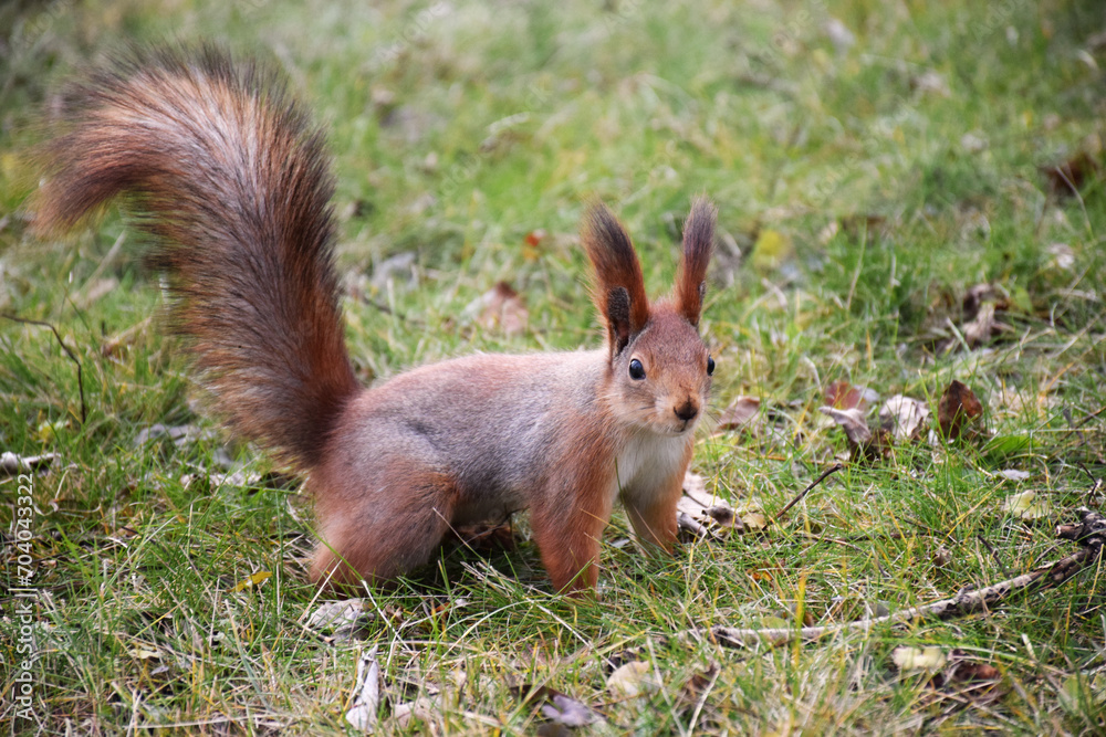 Funny red squirrell standing in the forest like Master of the Universe. Comic Funny red squirrell standing in the forest like Master of the Universe. Comic