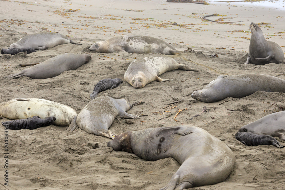 Elephant seals on the beach Elephant seals on the beach