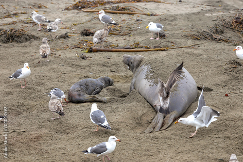 Elephant seals on the beach