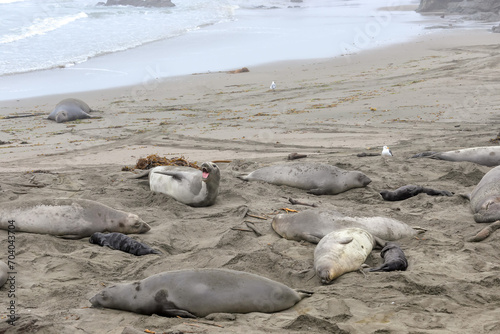 Elephant seals on the beach