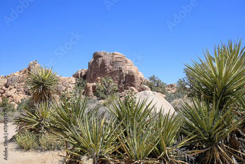 desert plants at Joshua tree national park