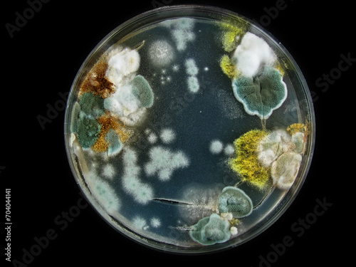 petri dish, mold, various types of fungi, aspergillus, acremonium, Cladosporium, black mold