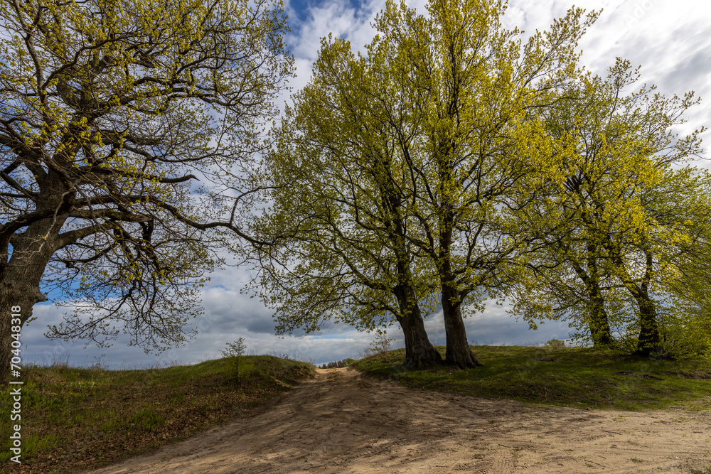 rural road in the foreground. spring landscape with trees with young greenery against a blue sky with clouds rural road in the foreground. spring landscape with trees with young greenery against a blue sky with clouds