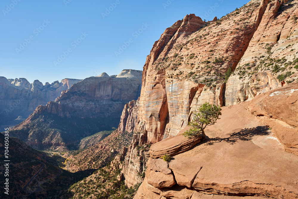 A single tree grows out of a rock overlooking a steep valley in zion national park. The view from this canyon overlook is impressive!