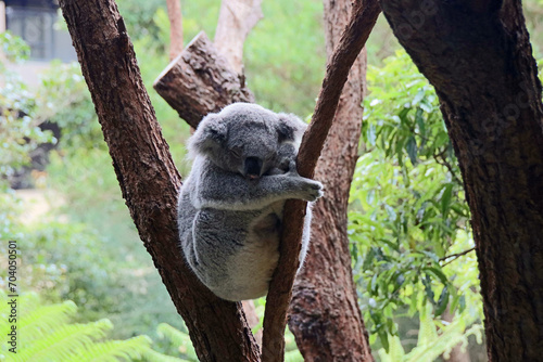 Canvas Print Koala Bear