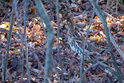 Ruffed Grouse (Bonasa umbellus) running through brush photo