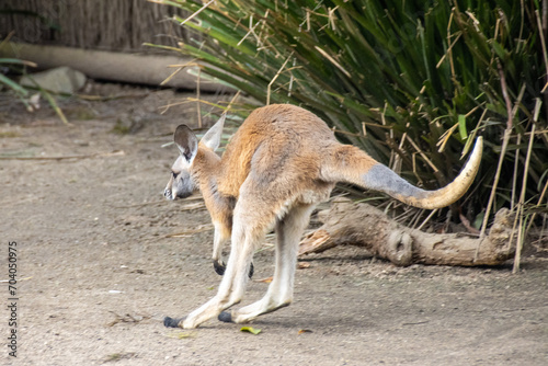 Kangaroo