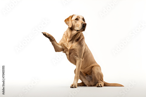 Labrador retriever dog isolated on white background, Studio shot, Ai Generated photo