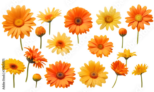 set of yellow and orange daisy flower heads  isolated on a transparent background , Marigold flowers, PNG. © mostafa