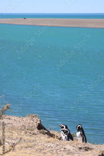 Magellanic penguins on the slopes of Valds peninsula photo