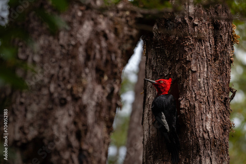 Patagonia woodpecker