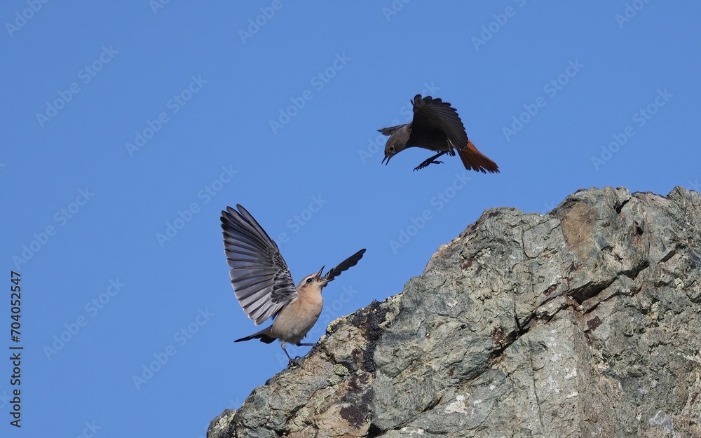 Flying Common Redstart Attacks Northern Wheatear Standing on Rocks, Both with Open Wings and Beaks.