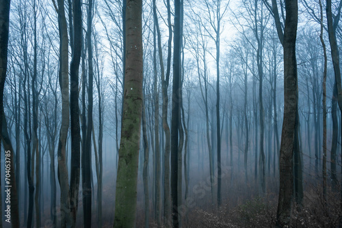 Dark moody Forest wit fog