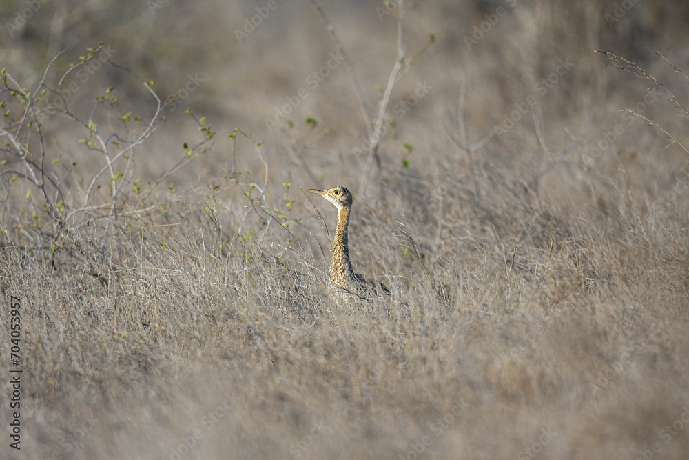Hartlaub's bustard in Kenya, Africa in the savanna. Foraging, mating, display, camouflage, safari, gamebirds. Hartlaub's bustard in Kenya, Africa in the savanna. Foraging, mating, display, camouflage, safari, gamebirds.