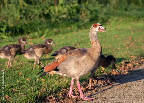 An adult male Nile or Egyptian goose  Alopochen aegyptiaca  warns the goslings of danger