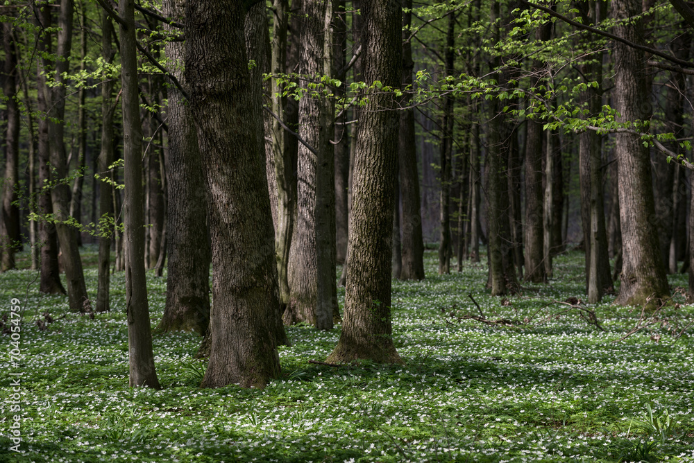 Obraz premium Spring Bloom in the Forest