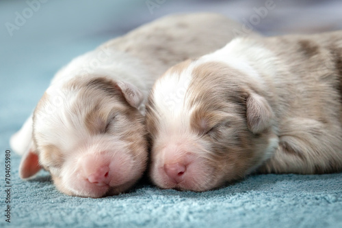 Two cute newborn Australian Shepherd puppies  © lleandralacuerva