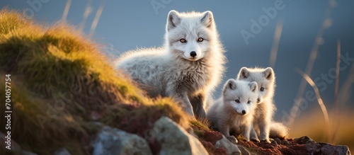 Arctic foxes in Iceland with offspring. photo