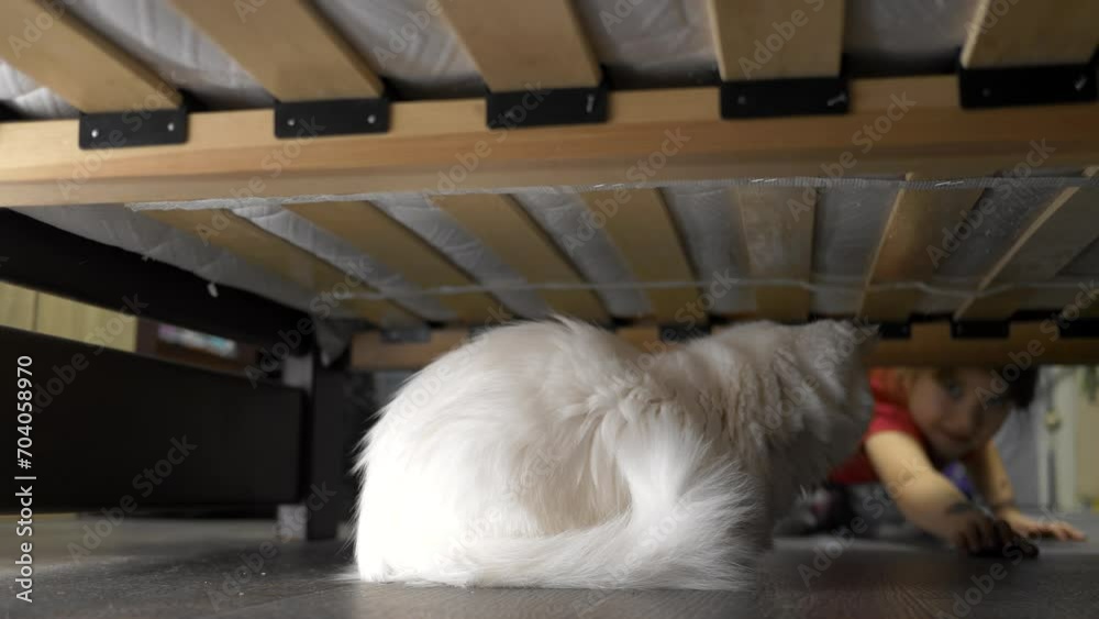The cat is hiding under the bed from the child. A preschool girl is