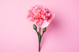 Pink carnation flower on pink background