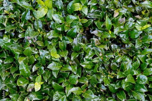 Green lush foliage background. Natural botanical background with tea plant (Camellia sinensis). Pattern of green tea leaves © Sappheiros