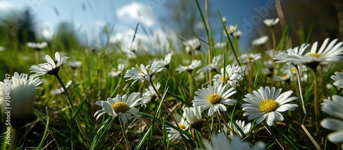 Daisies growing in grass viewed from below in Scotland, Europe. photo