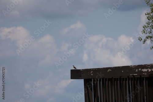 Long tail bird near a wild bird sight in missouri photo