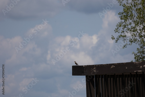 Long tail bird near a wild bird sight in missouri