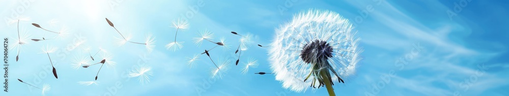 A windy sky dandelion with flying seeds - obrazy, fototapety, plakaty 