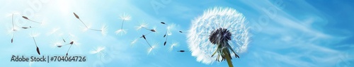 A windy sky dandelion with flying seeds photo