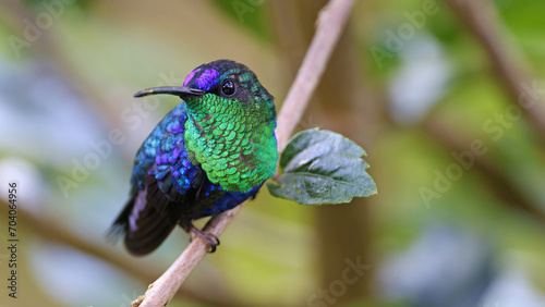 Crowned woodnymph, colorful hummingbird of Colombia